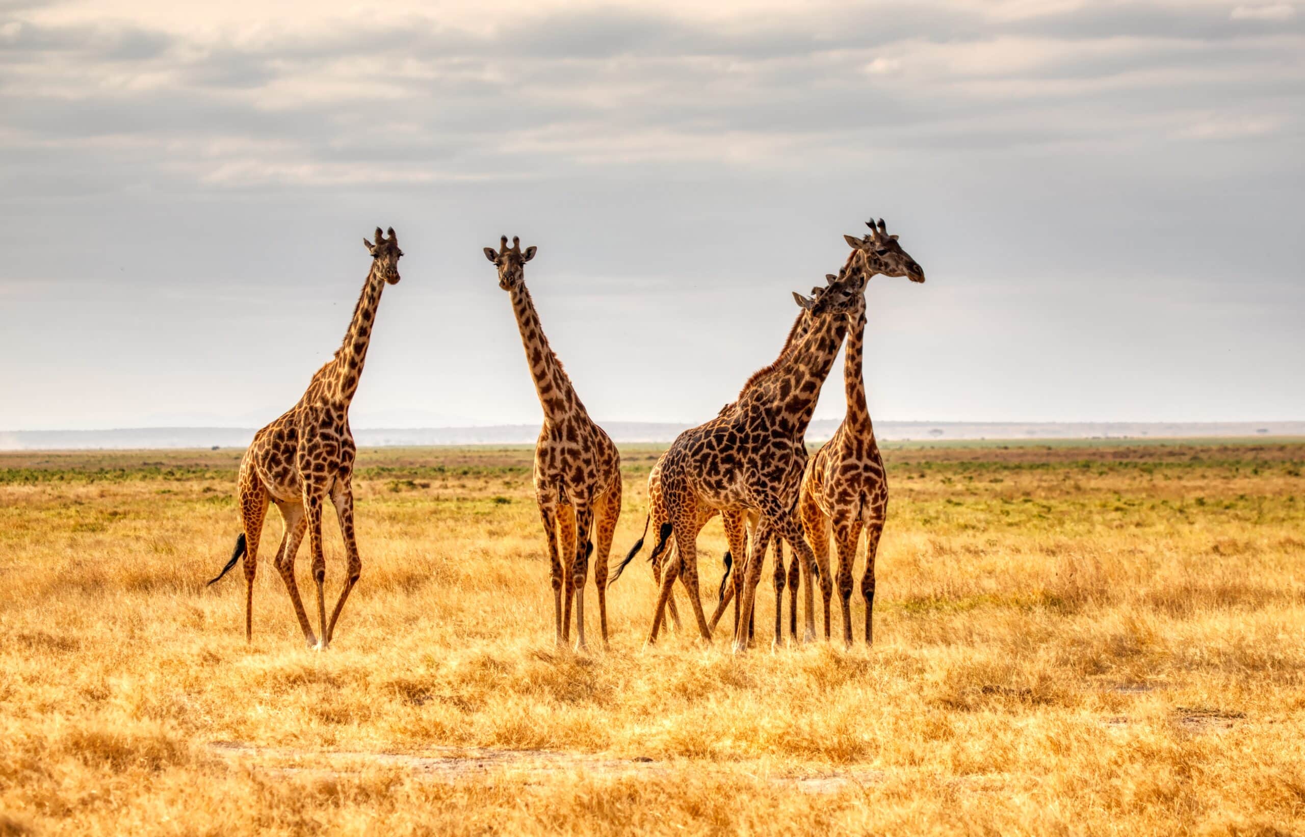 Four giraffes