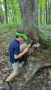 Child with magnifying glass looking at a tree stump.