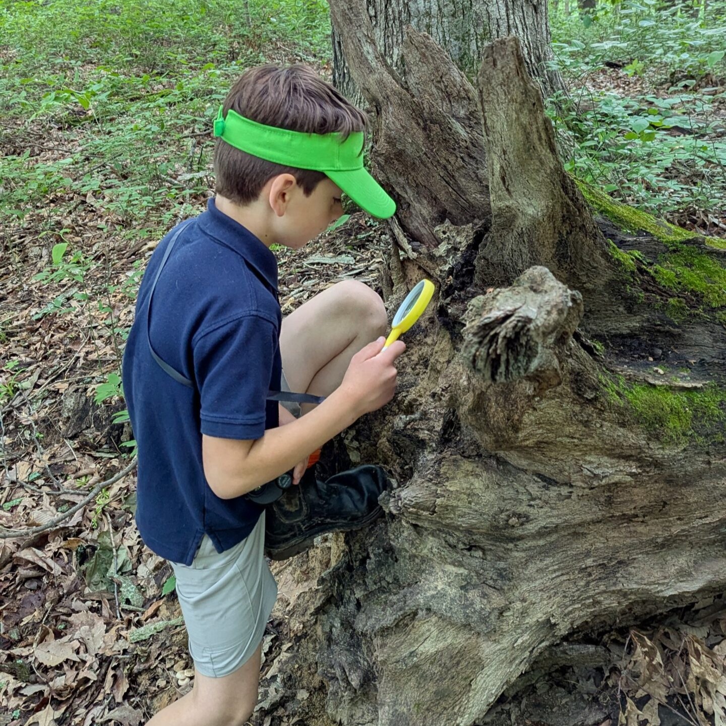 A young boy using a magnifying glass on a tree stump in the woods
