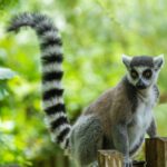 chiemseherin-ring-tailed-lemur-8034875_1920